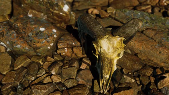 Ram Skull on Desert Rocks