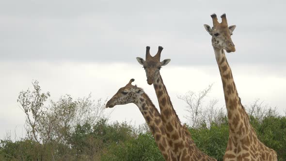 Close up of three giraffes