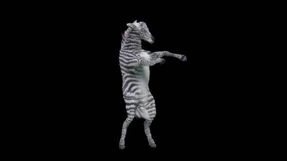 27 Zebra Dancing HD