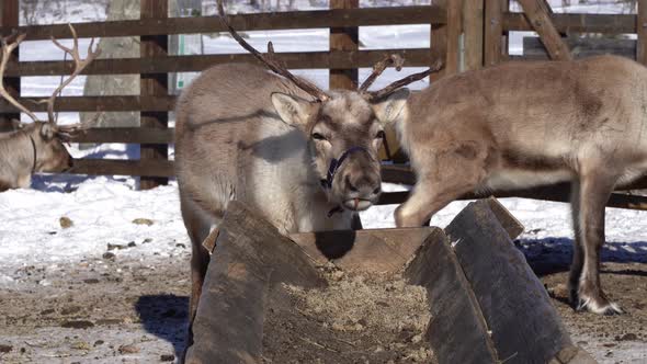 Tame reindeer eating old swollen food concentrate from feeding station during winter - Static handhe
