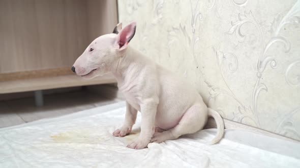 a Mini Bull Terrier Puppy Sits on a Disposable Diaper