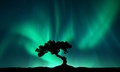 Northern lights over the alone tree at night. Aurora borealis - PhotoDune Item for Sale