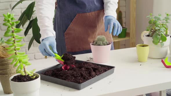 Woman in Gloves and Apron Potting House Plant Close Up