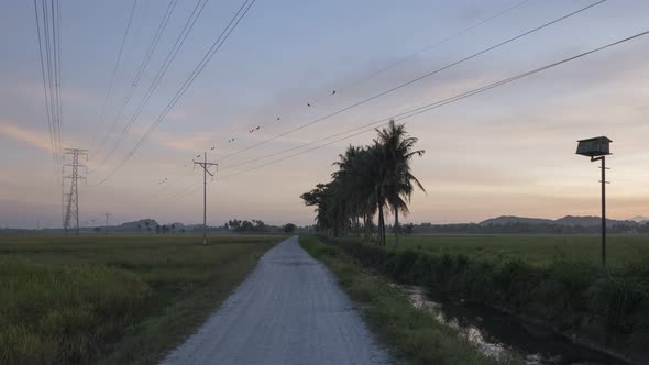 Sunrise countryside at paddy field Bukit Mertajam.