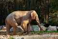 A large elephant in a wildlife park in Izmir, Turkey. - PhotoDune Item for Sale
