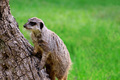 Meerkat on a background of green grass. Animal theme, copy space. - PhotoDune Item for Sale