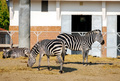 A herd of zebras walk in the paddock of a wildlife park in Izmir, Turkey. - PhotoDune Item for Sale