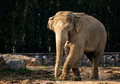 A large elephant in a wildlife park in Izmir, Turkey. - PhotoDune Item for Sale