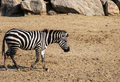 Zebra walks on the savannah. Animals theme. Copy space. - PhotoDune Item for Sale
