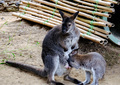 The baby kangaroo sucks the milk of the mother kangaroo.  - PhotoDune Item for Sale