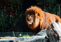 Big lion in zoo in Izmir, Turkey. - PhotoDune Item for Sale
