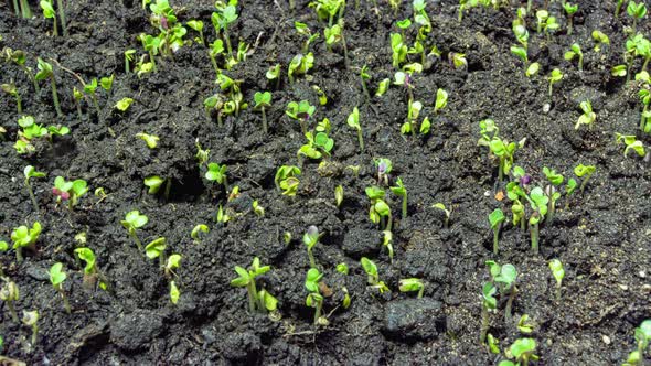 Mustard Sprouting Time Lapse  Video