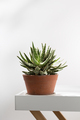 Aloe christmas carol in a orange clay pot on a white table. - PhotoDune Item for Sale