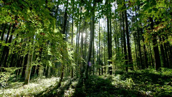 TRACKING SLIDER STUNNING shot in lush forest, lens flare