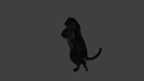 Panther Dancing 4K