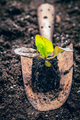 Seedlings of lettice prepared for planting into fertile soil - PhotoDune Item for Sale