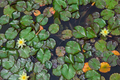 Background of aquatic plants in summer - PhotoDune Item for Sale
