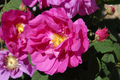Beautiful pink roses in a summer garden - PhotoDune Item for Sale