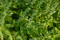 Basil growing in herb garden - PhotoDune Item for Sale