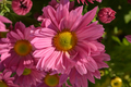 Chrysanthemum plant in flower - PhotoDune Item for Sale