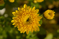 Chrysanthemum flowering in garden - PhotoDune Item for Sale