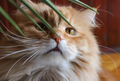 Ginger cat - PhotoDune Item for Sale