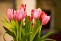 Pretty Pink Tulip Flowers - PhotoDune Item for Sale