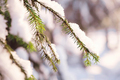 Nature Winter background with snowy pine tree branches, shallow DOF - PhotoDune Item for Sale