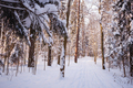 Winter in spruce forest, spruces covered with white fluffy snow. - PhotoDune Item for Sale