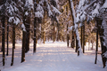 Winter in spruce forest, spruces covered with white fluffy snow. - PhotoDune Item for Sale