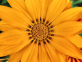 Beauty Gazania flower. - PhotoDune Item for Sale