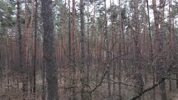 Trees in a Pine Forest During the Day Aerial View