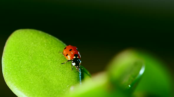 Red Ladybug Sitting on Blade of Grass