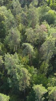 Aerial View of Trees in the Forest