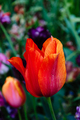 Colorful spring fresh dutch tulips. Red colors - PhotoDune Item for Sale
