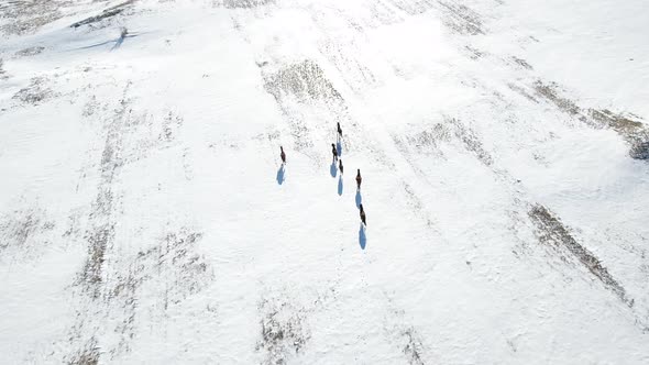 Pack Of Wild Horses Run On Snow