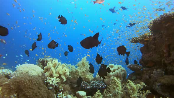 Tropical Seascape Underwater Life