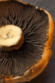 Portabello Mushroom - PhotoDune Item for Sale