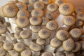 Buna Shimeji Mushrooms - PhotoDune Item for Sale