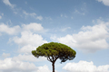 Lone tree and cloudy sky in Rome - PhotoDune Item for Sale