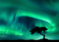 Northern lights over the alone tree at night. Aurora borealis - PhotoDune Item for Sale