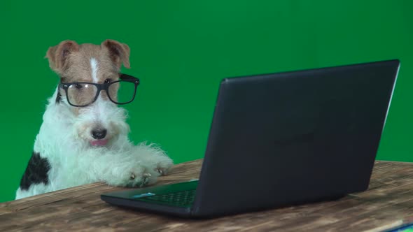 Fox Terrier with Glasses with a Laptop