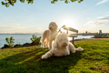 Golden doodle dogs at park - PhotoDune Item for Sale