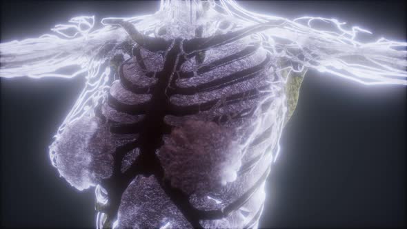 Colorful Human Body Animation Showing Bones and Organs