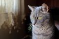 Tabby cat - PhotoDune Item for Sale