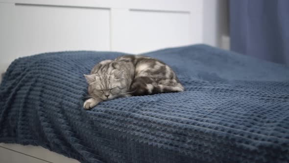 British Gray Cat Sleeps on the Bed in the Bedroom