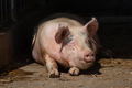 Pig laying on a cement pad in his pen on an Ag Farm - PhotoDune Item for Sale