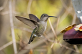Anna's Hummingbird approaching a bird feeder - PhotoDune Item for Sale