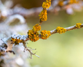Bright Yellow Fungus, Lichen growing on a tree branch against a green background - PhotoDune Item for Sale