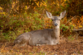 A Doe Deer bedding down in Fall Foliage Resting under yellow and green - PhotoDune Item for Sale
